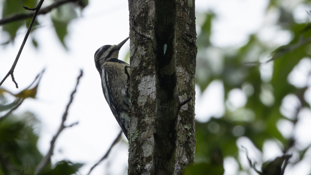 kanadasevjespett - ML644086999