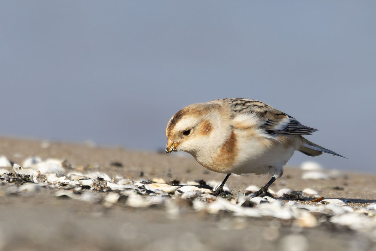 Snow Bunting - ML644087008