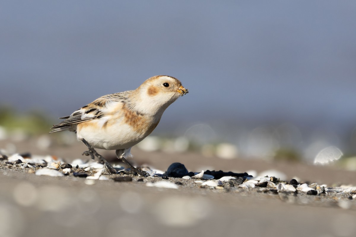 Snow Bunting - ML644087009