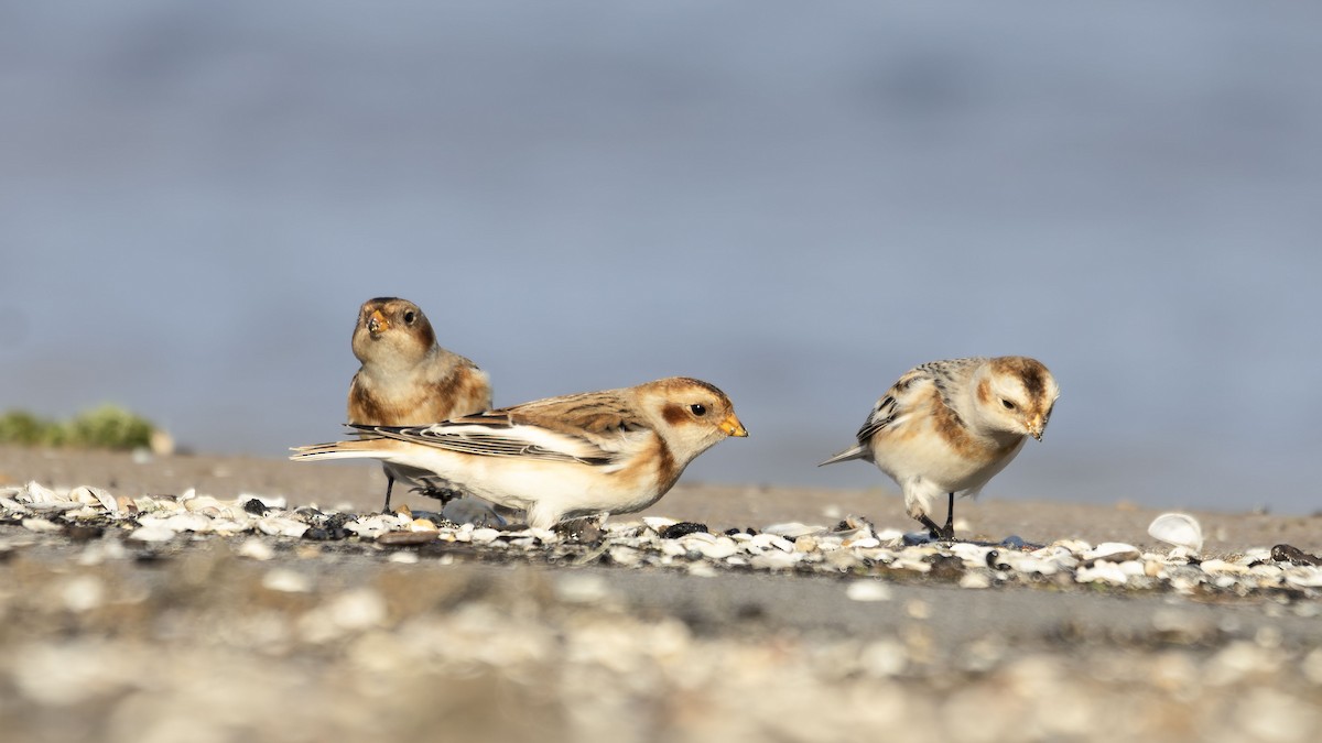 Snow Bunting - ML644087010
