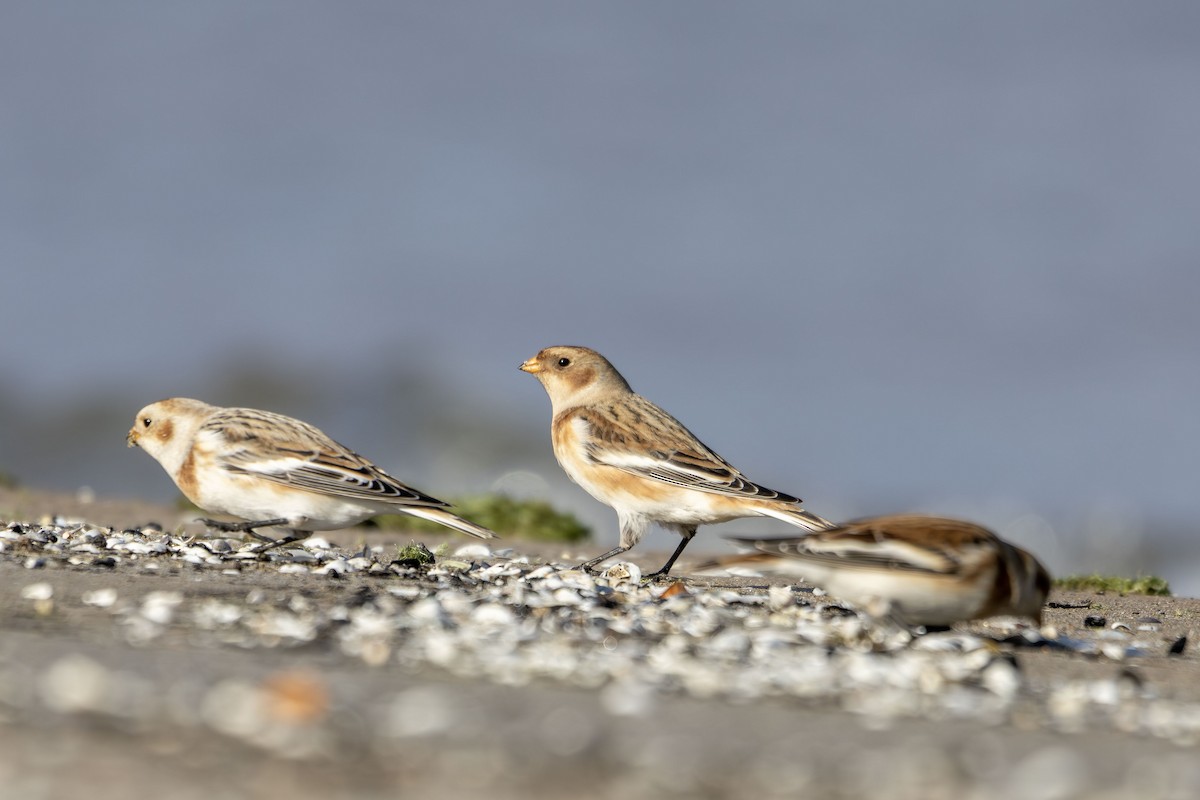 Snow Bunting - ML644087011