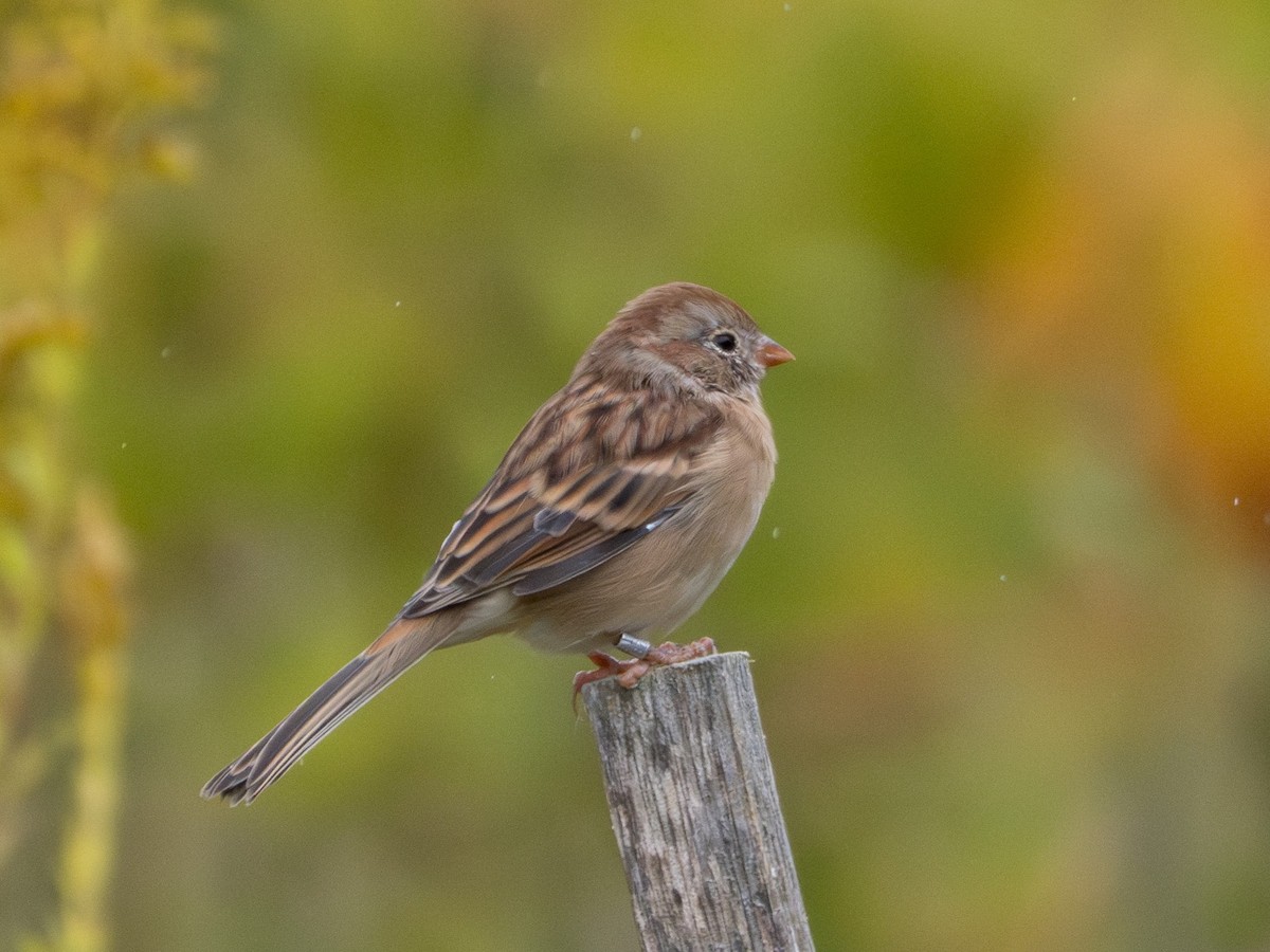 Field Sparrow - ML644087015