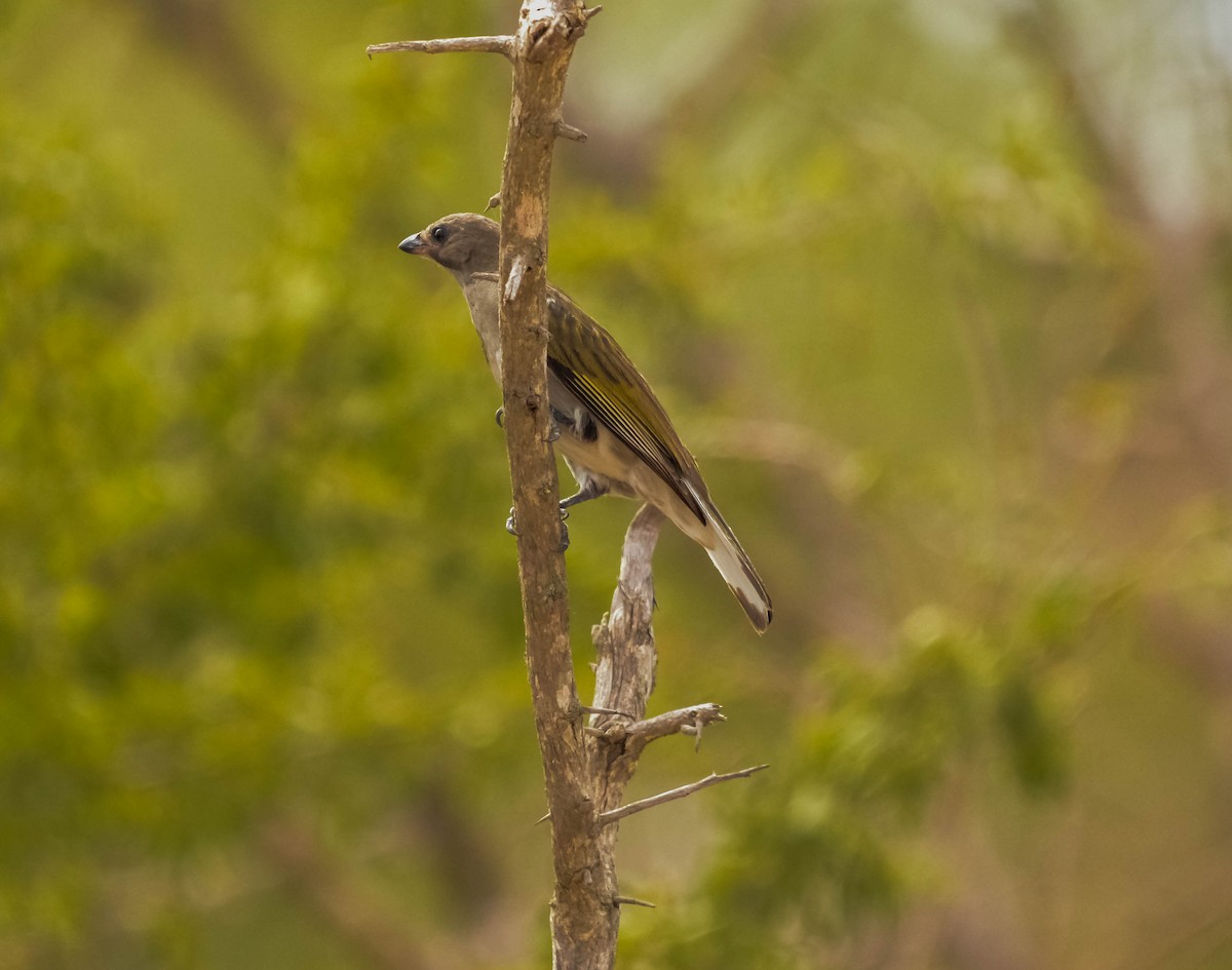 Lesser Honeyguide - ML644087016