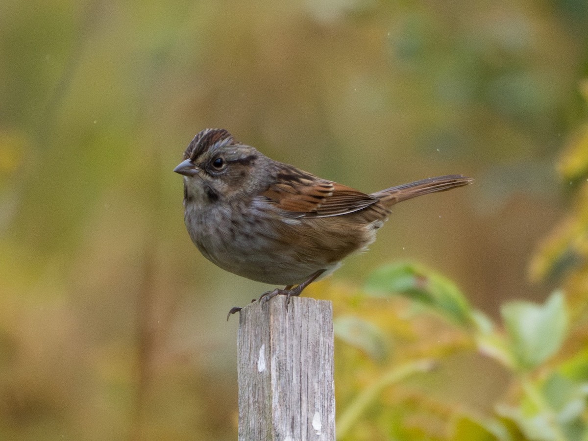 Swamp Sparrow - ML644087026