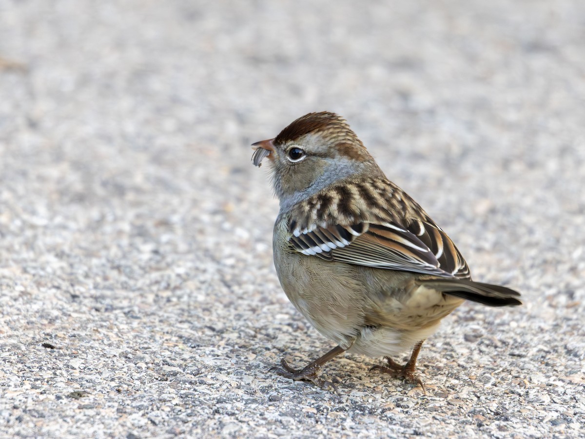 White-crowned Sparrow - ML644087041