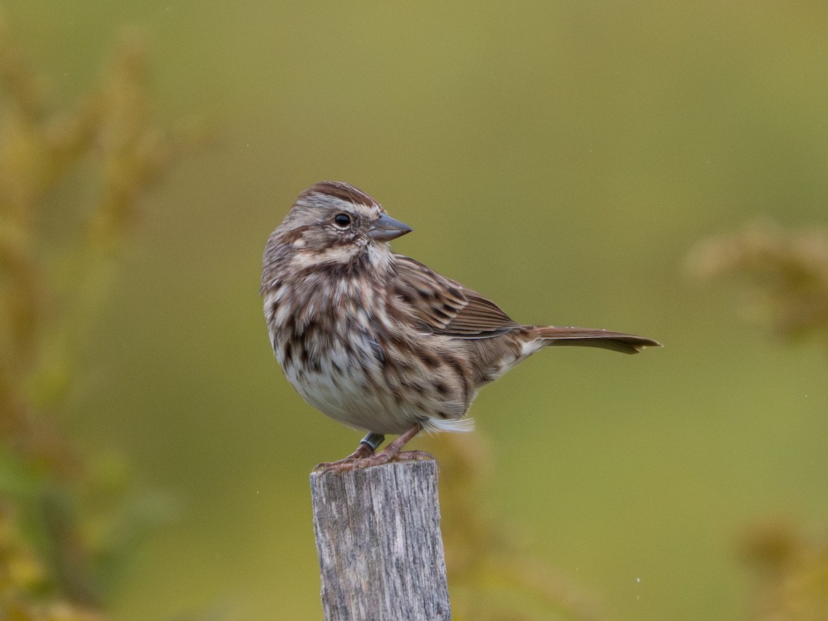 Song Sparrow - ML644087045