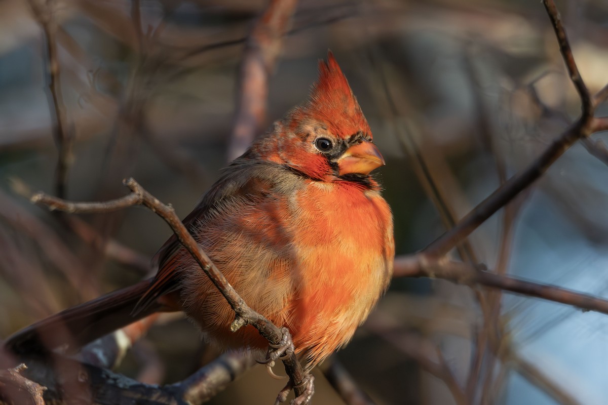 Northern Cardinal - ML644087046