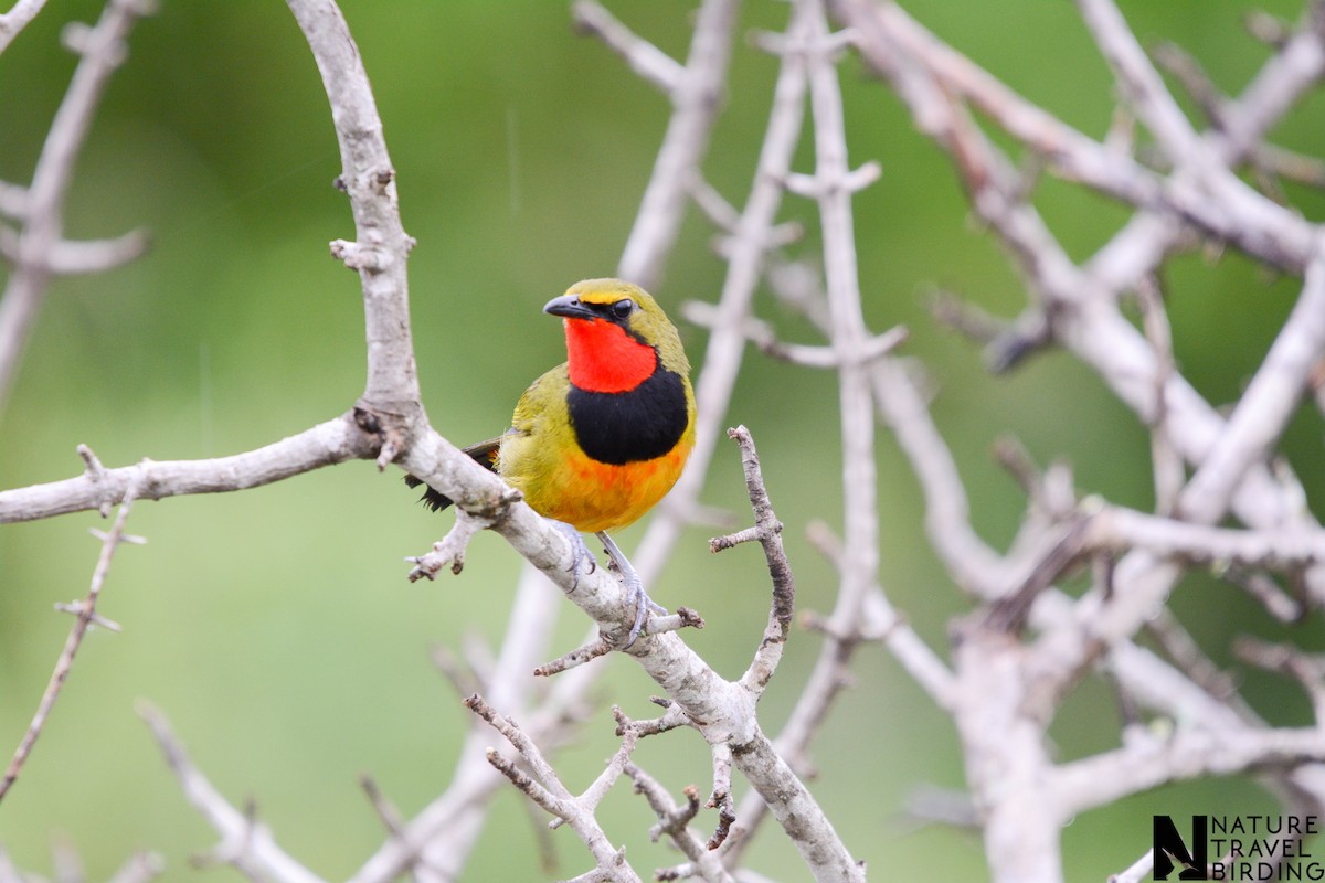 Four-colored Bushshrike - ML644087056