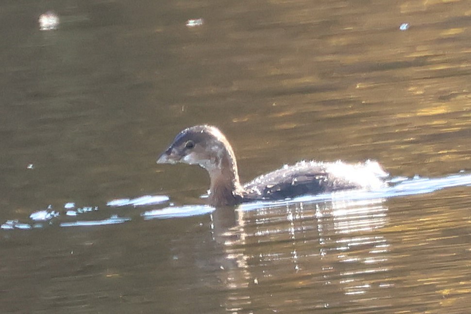 Pied-billed Grebe - ML644087058