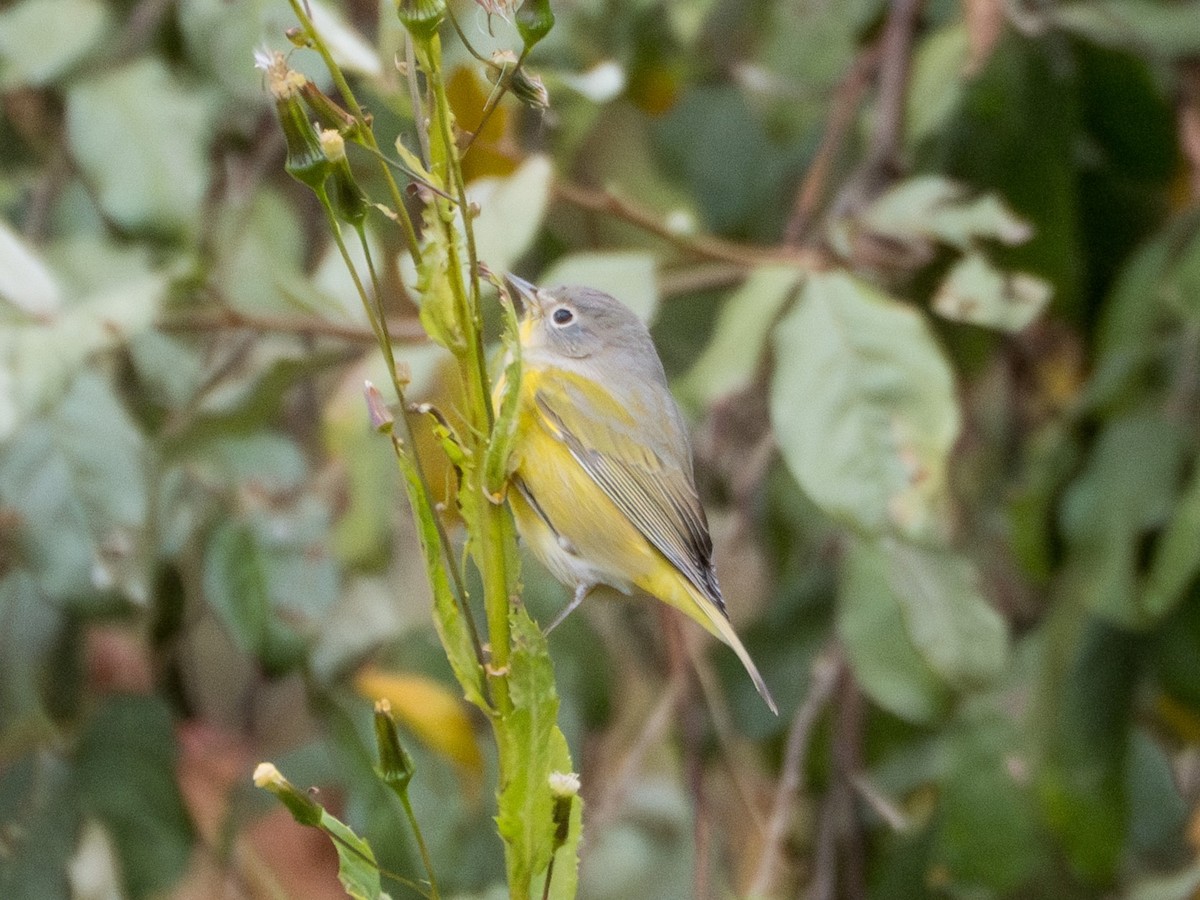 Nashville Warbler - ML644087060