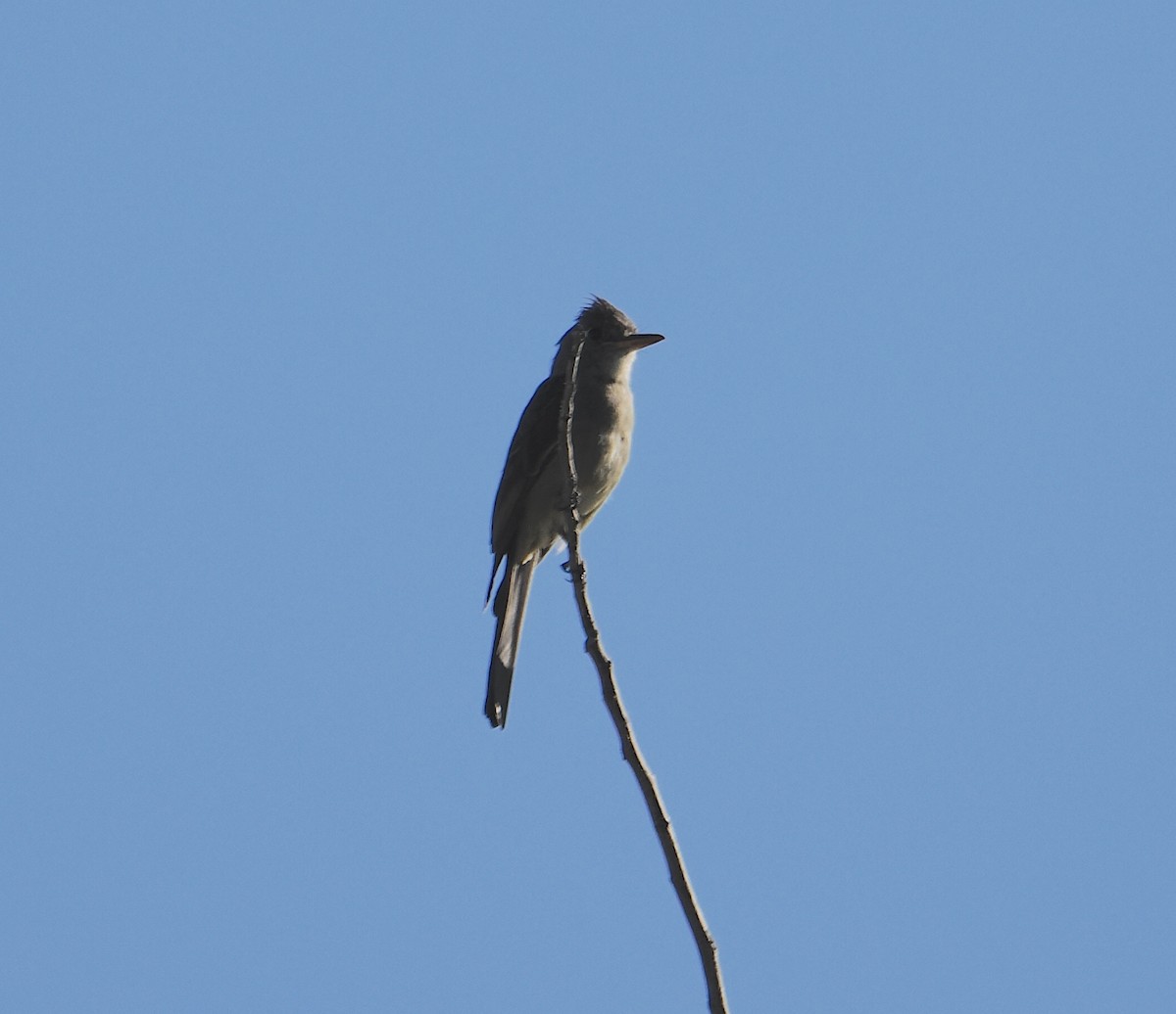 Greater Pewee - ML644087065