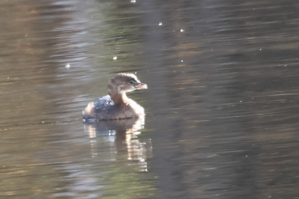 Pied-billed Grebe - ML644087066