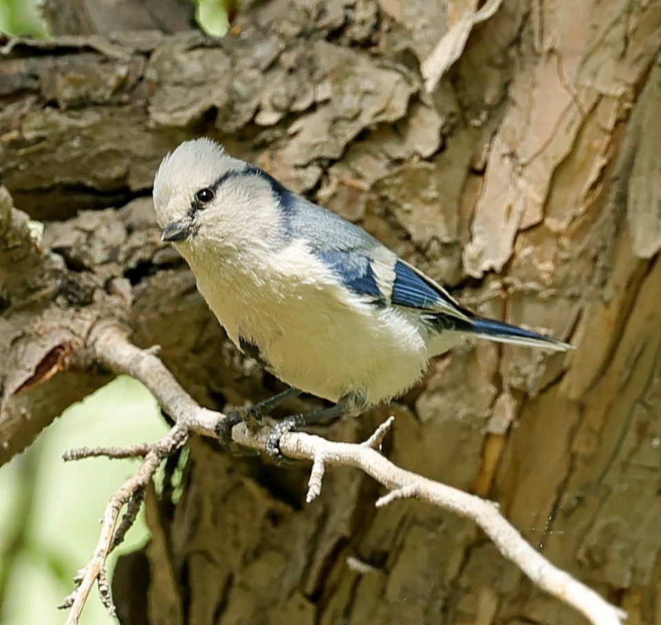 Mésange azurée - ML644087067