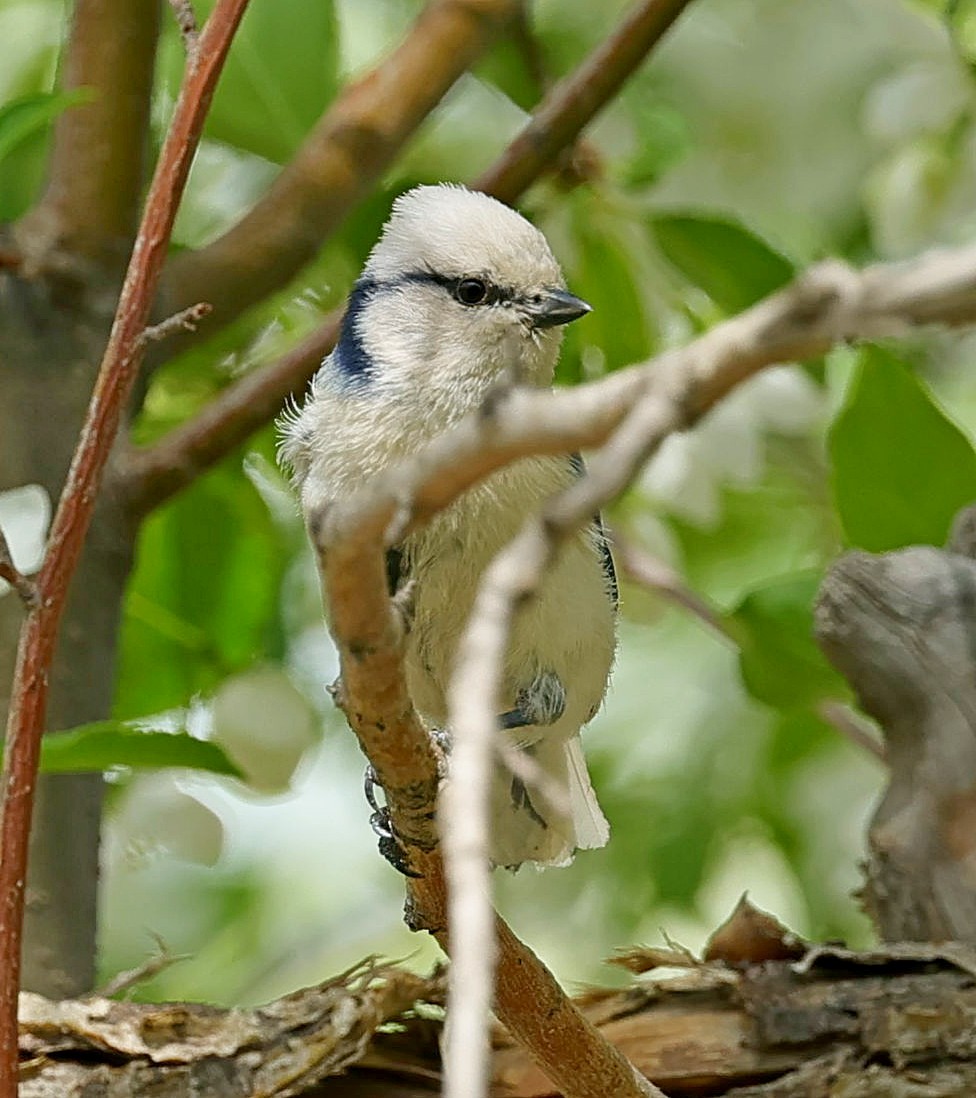 Mésange azurée - ML644087068