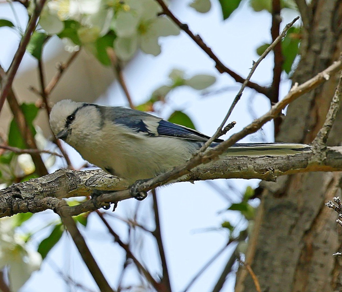 Mésange azurée - ML644087069