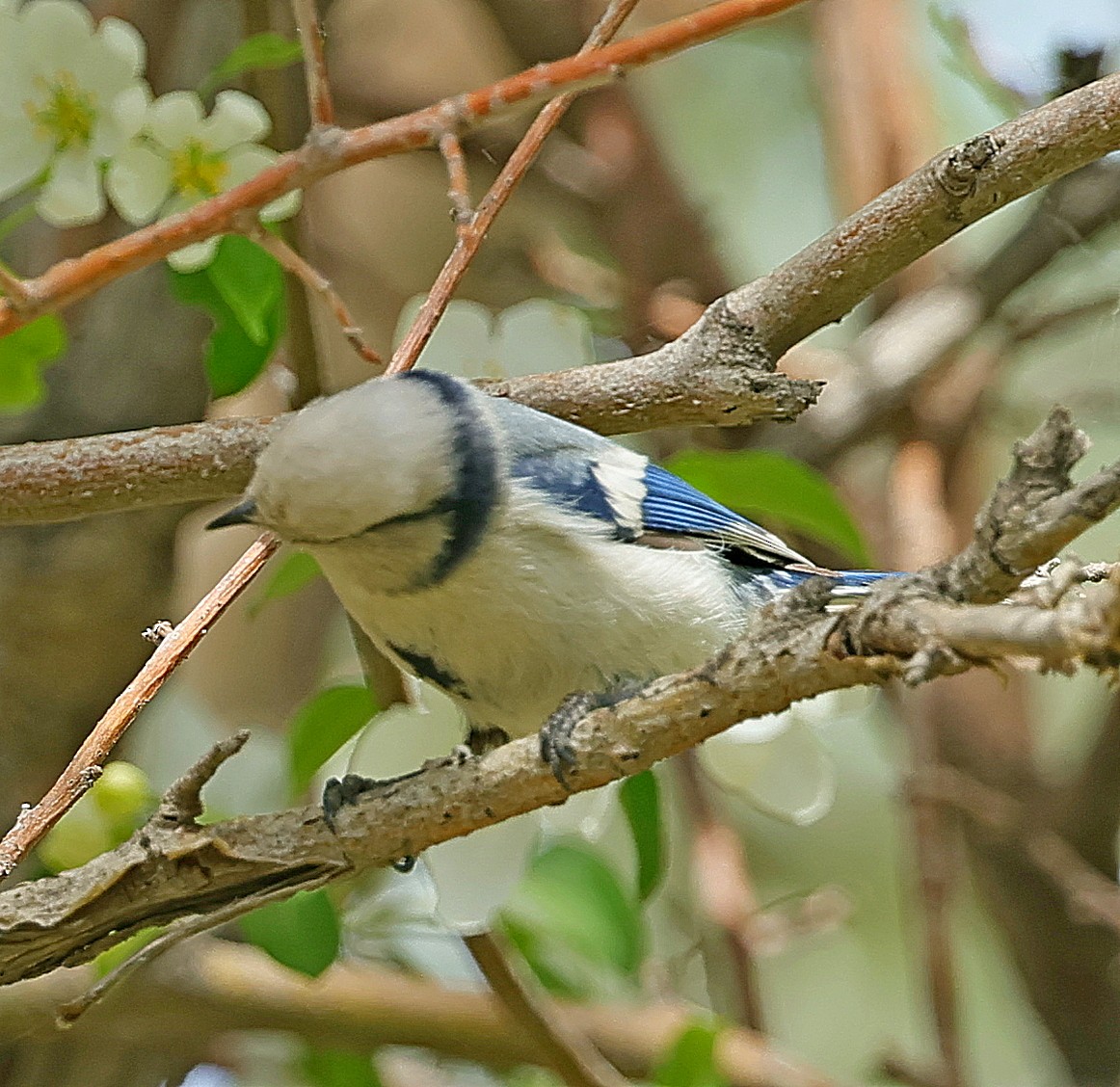 Mésange azurée - ML644087070