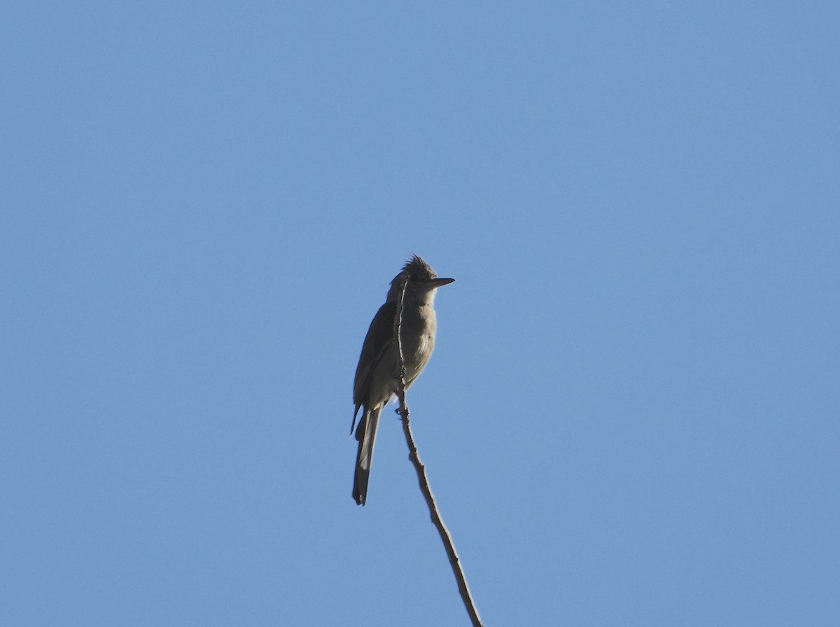 Greater Pewee - ML644087083