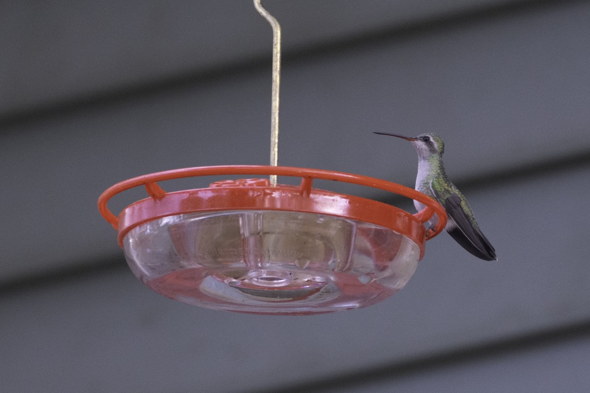 Broad-billed Hummingbird - ML644087087