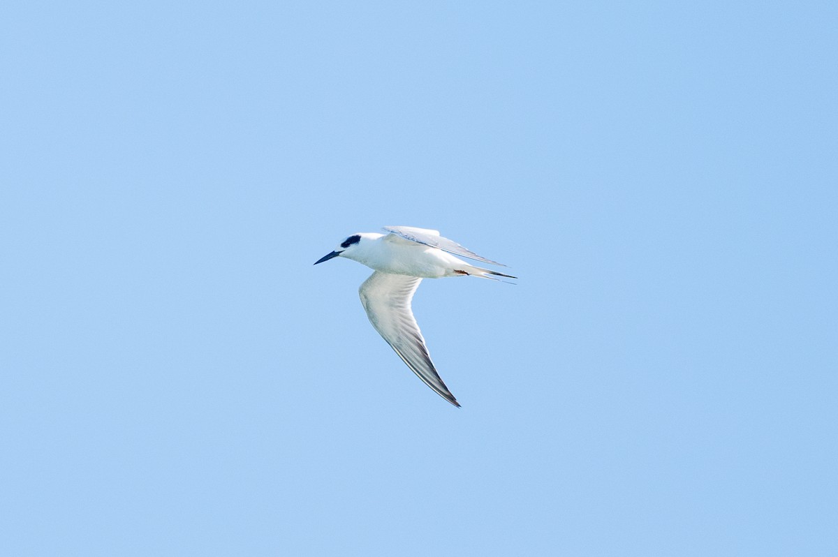 Forster's Tern - ML644087096