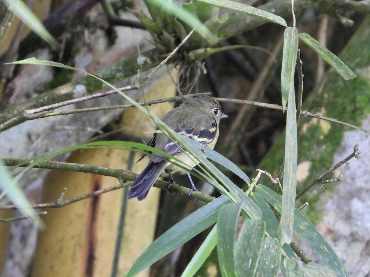Yellow-bellied Flycatcher - ML644087100