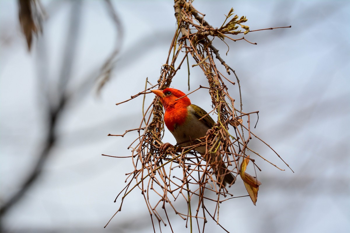Red-headed Weaver - ML644087104