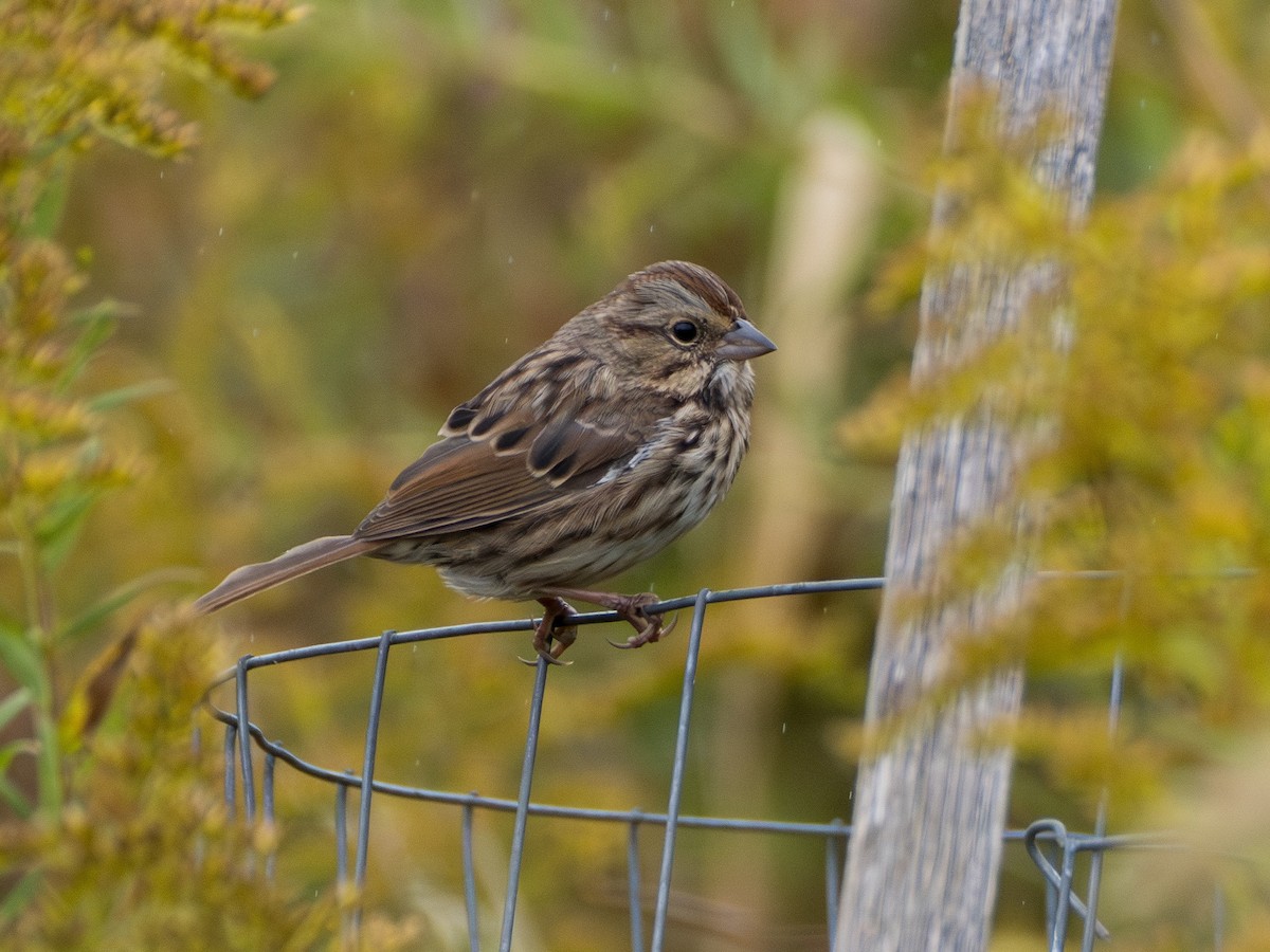 Song Sparrow - ML644087106