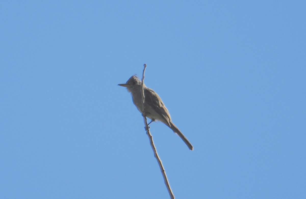 Greater Pewee - ML644087112
