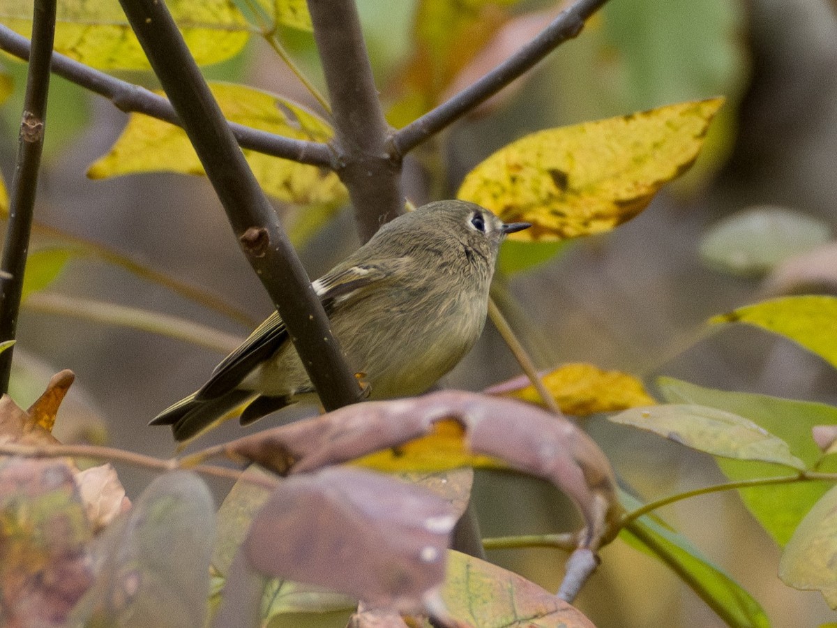 Ruby-crowned Kinglet - ML644087114