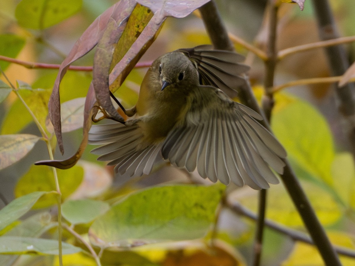 Ruby-crowned Kinglet - ML644087116