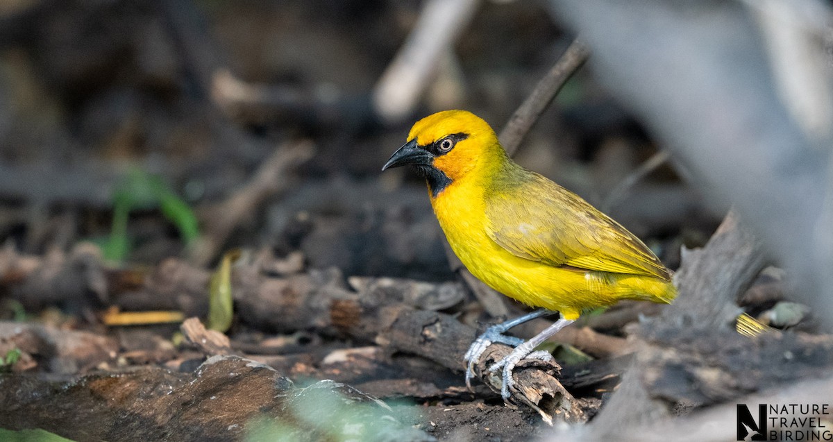 Spectacled Weaver - ML644087142