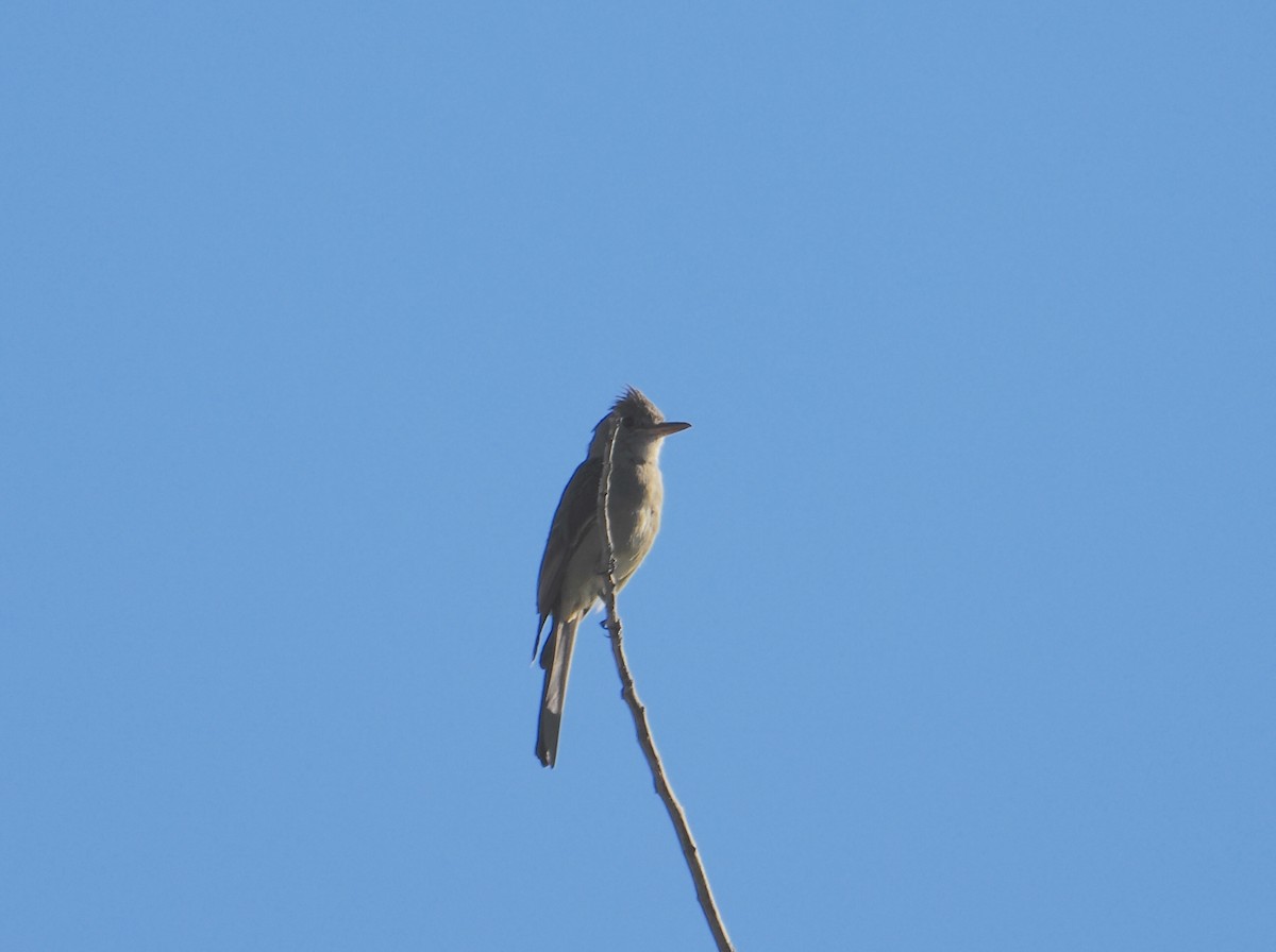 Greater Pewee - ML644087143