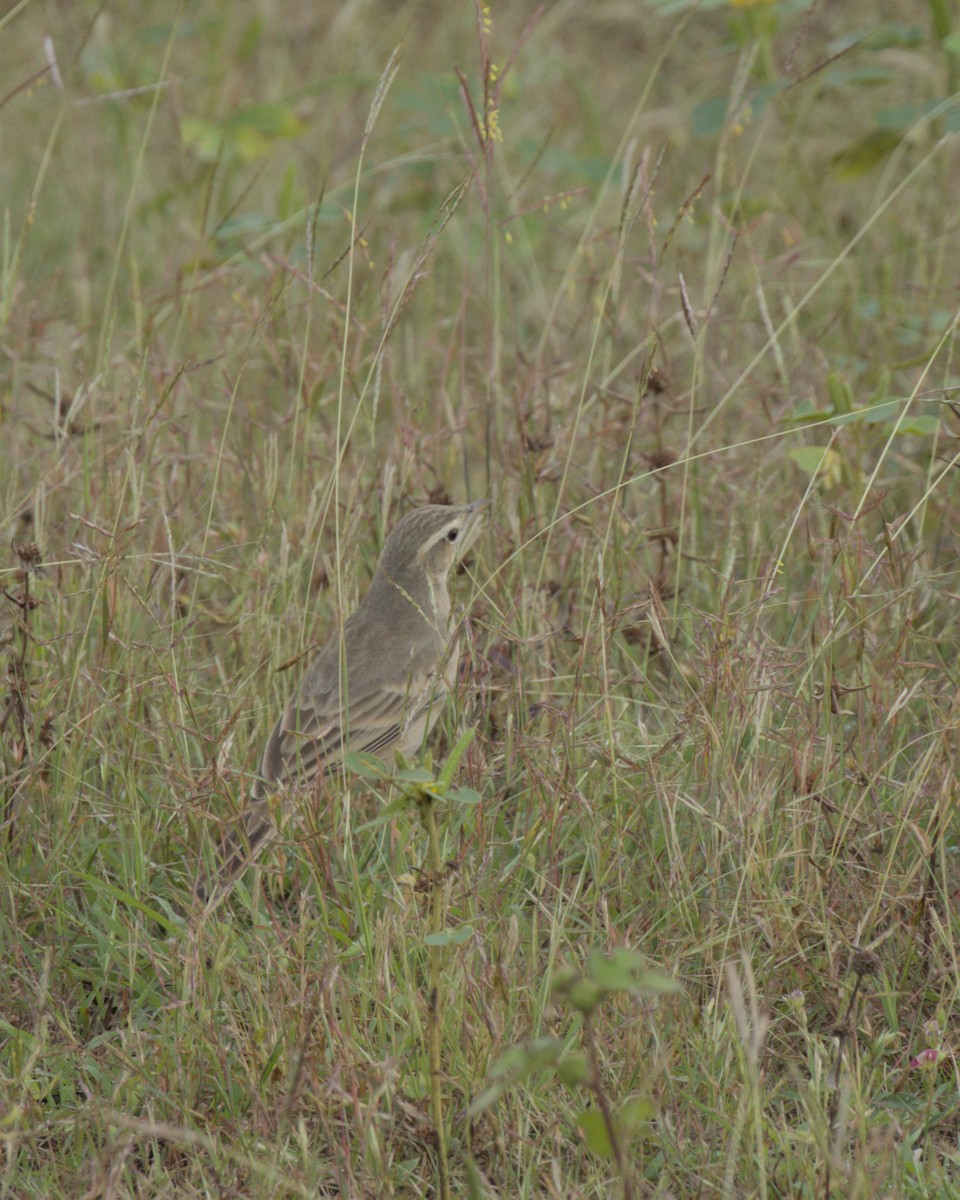 Щеврик sp. - ML644087146