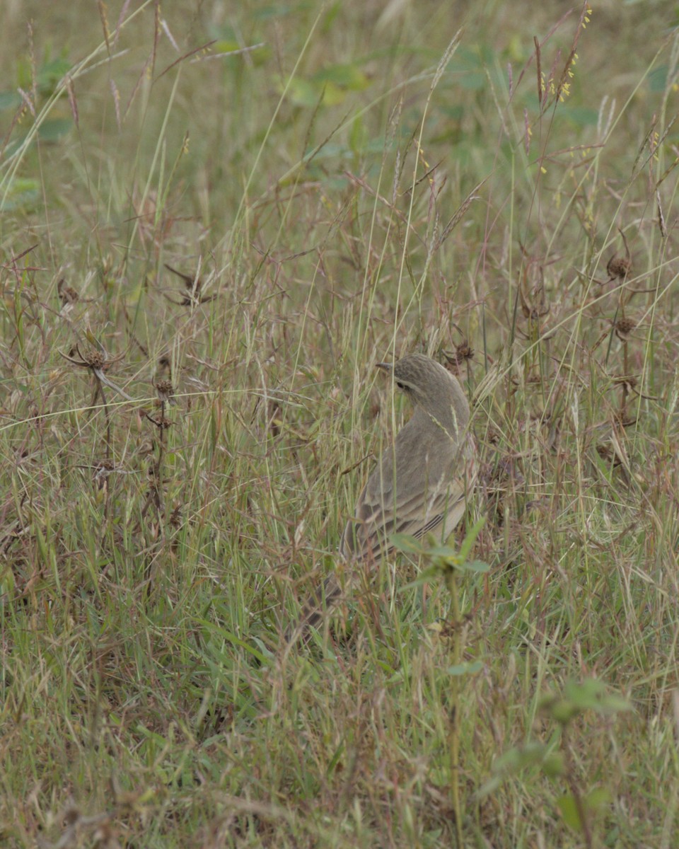 Щеврик sp. - ML644087147