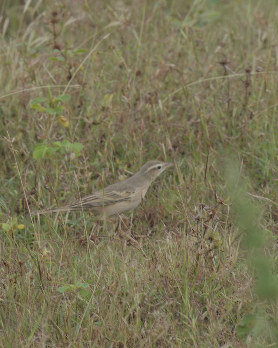 Щеврик sp. - ML644087148