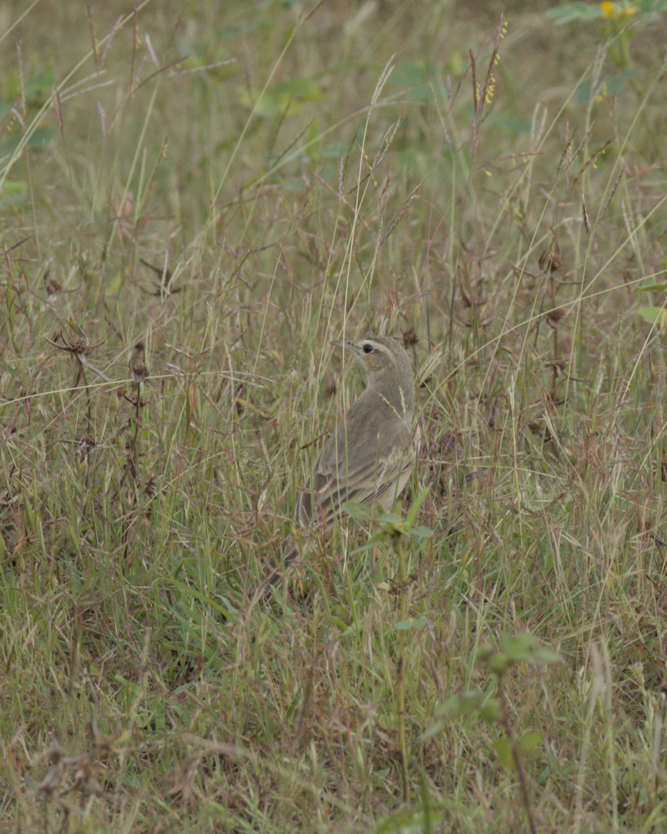 Щеврик sp. - ML644087149