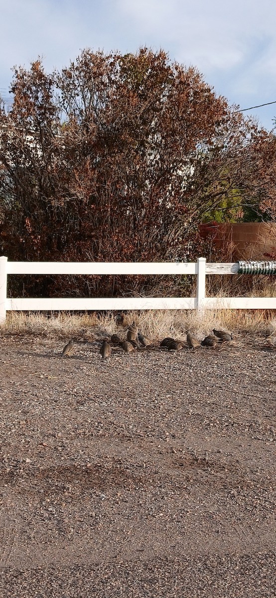 California Quail - ML644087167