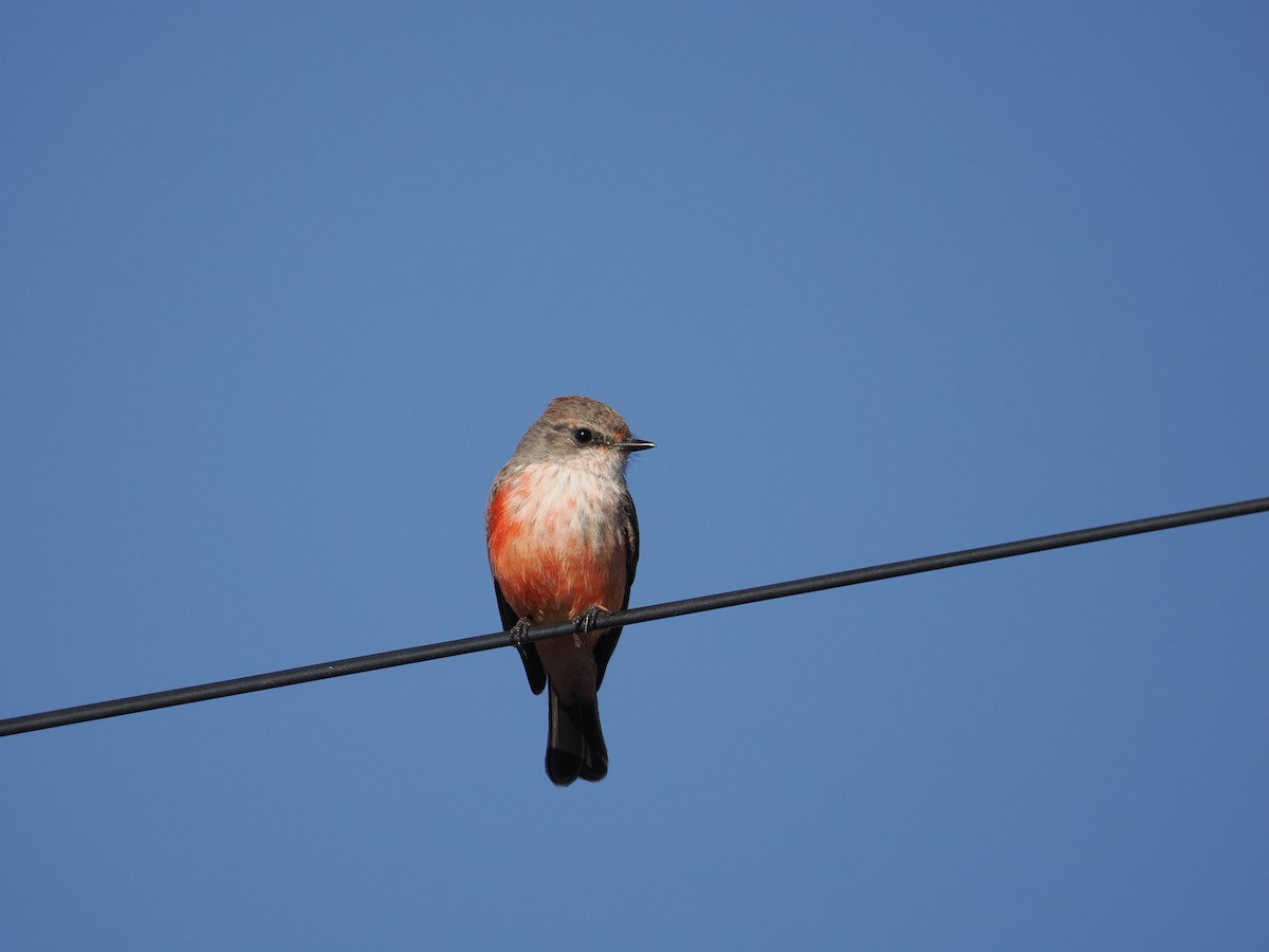 Vermilion Flycatcher - ML644087177