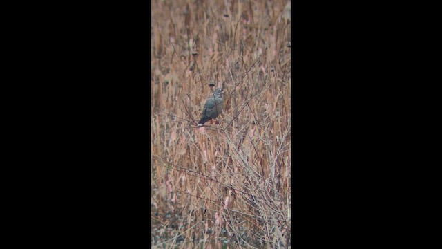 Snail Kite - ML644087181