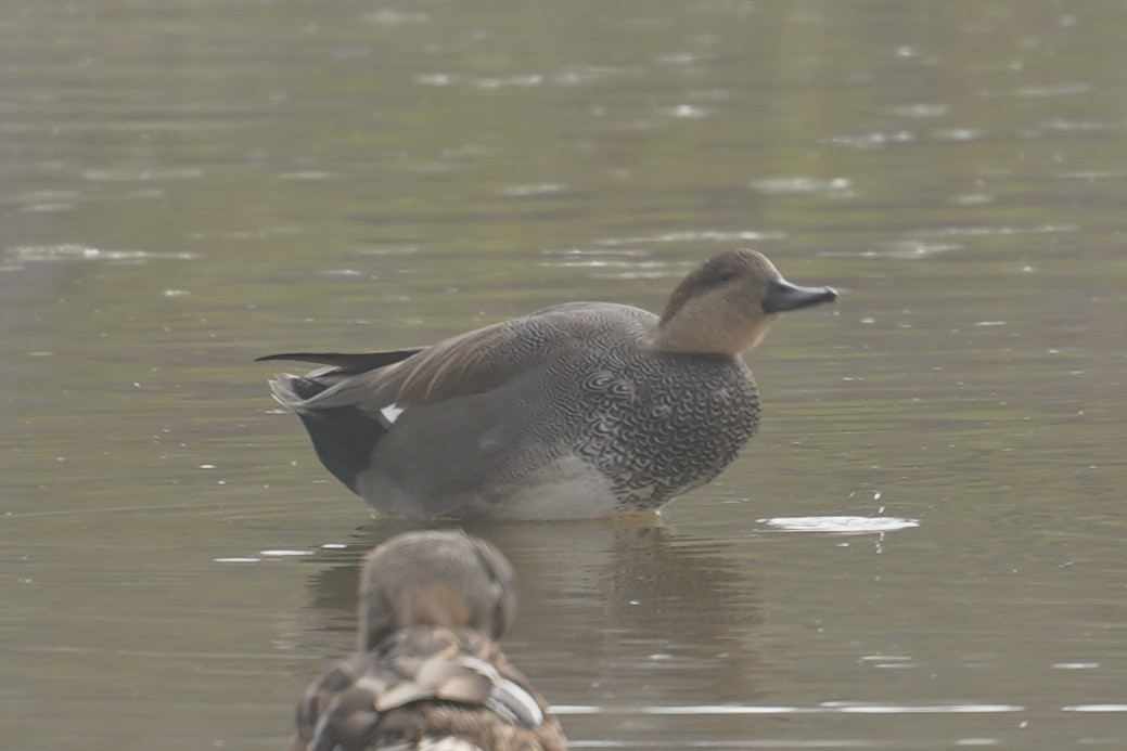 Gadwall - ML644087184