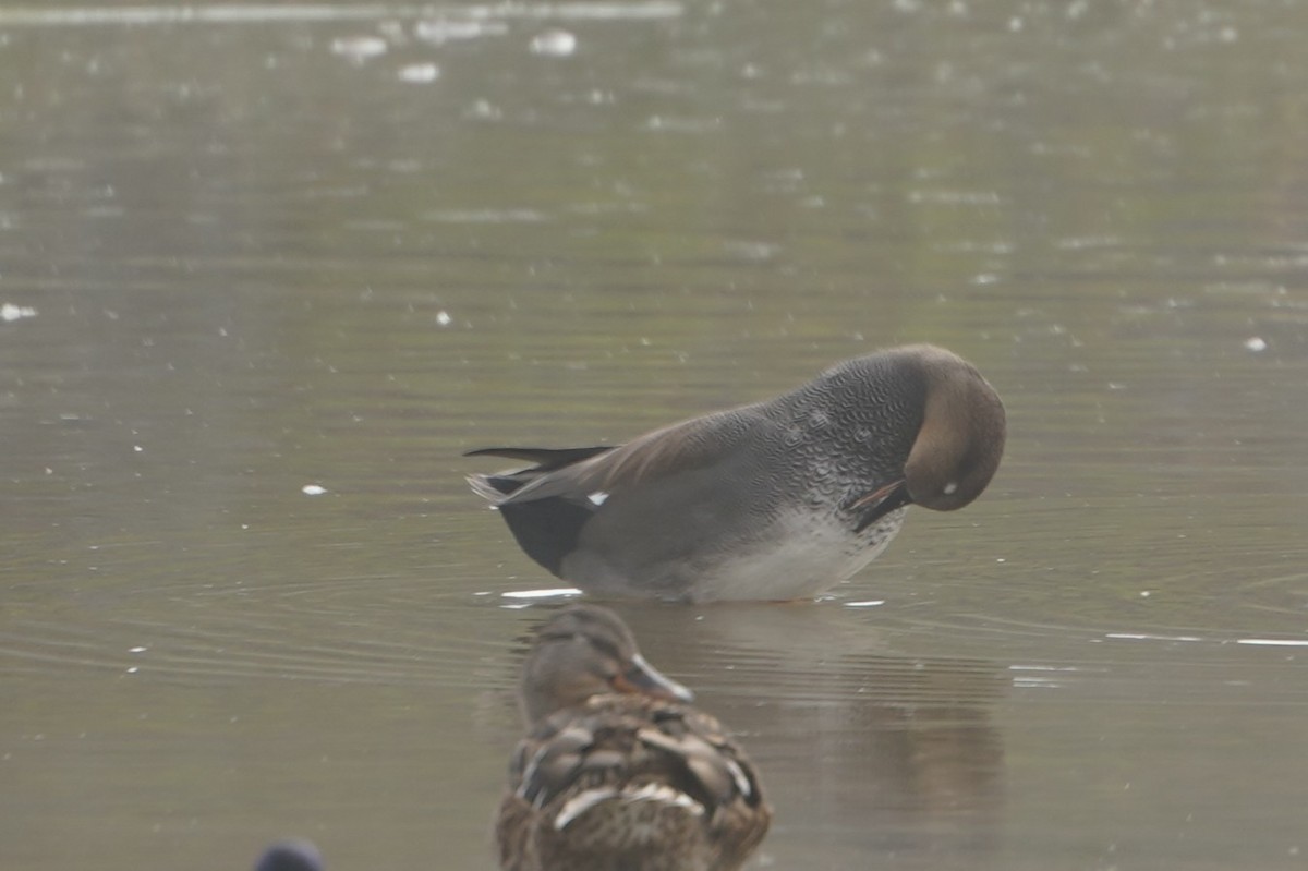 Gadwall - ML644087185