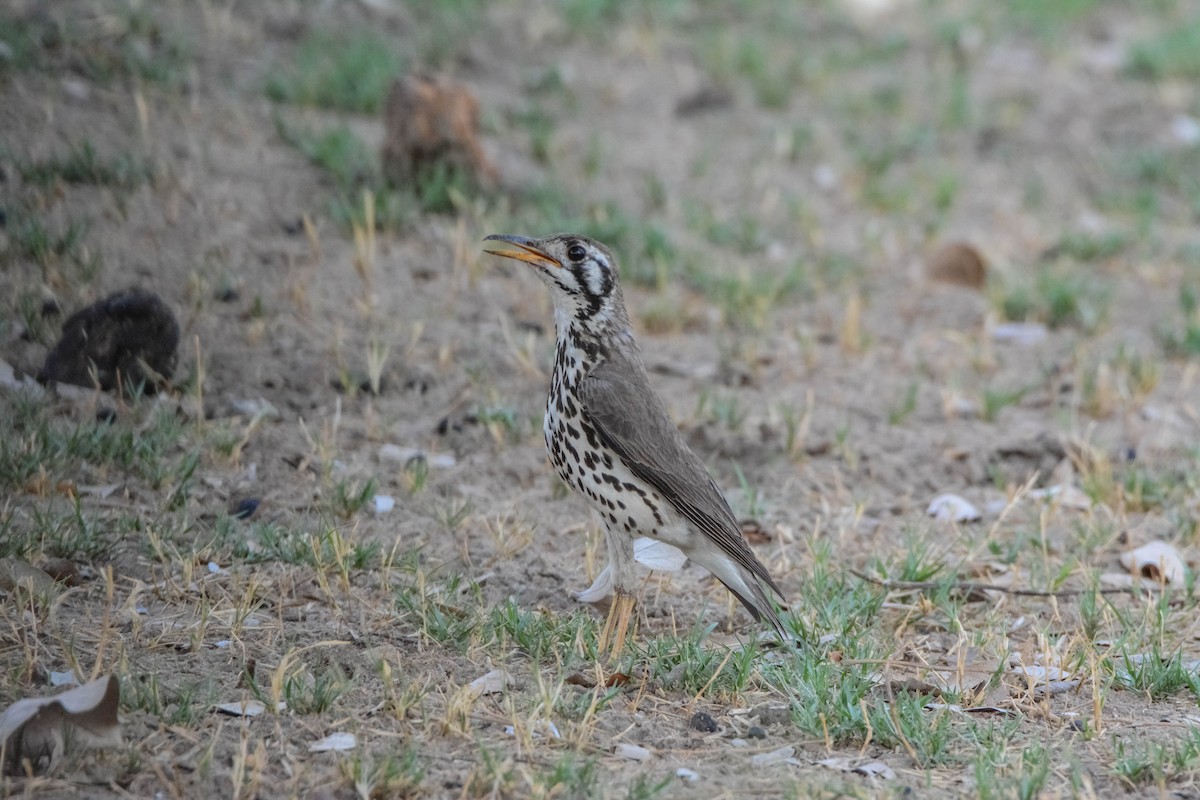 Groundscraper Thrush - ML644087199