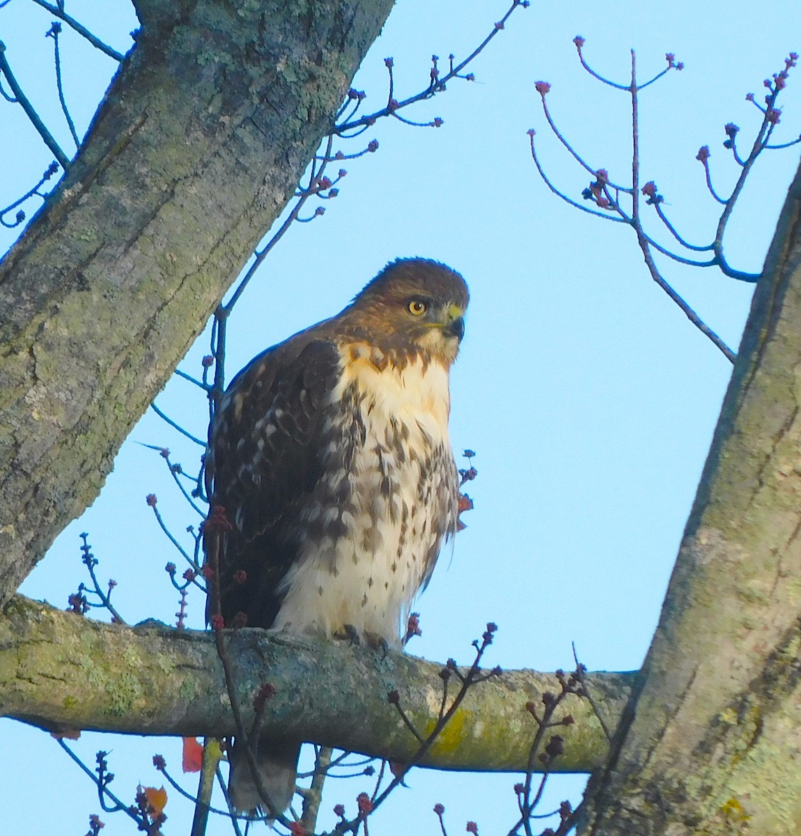 Red-tailed Hawk - ML644087220