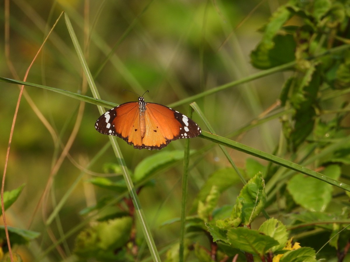 Plain Tiger Butterfly - ML644087227