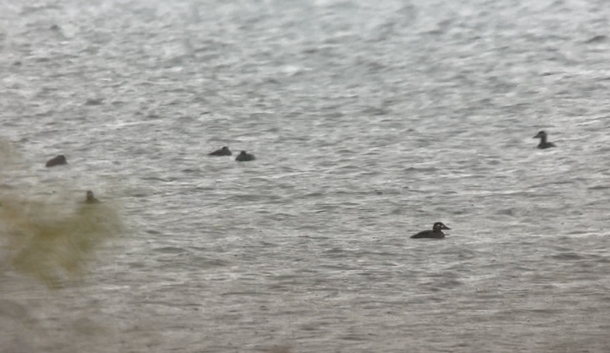 Surf Scoter - ML644087242