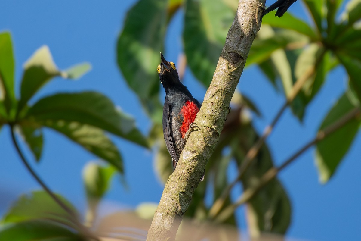 Pic à chevron d'or - ML644087243