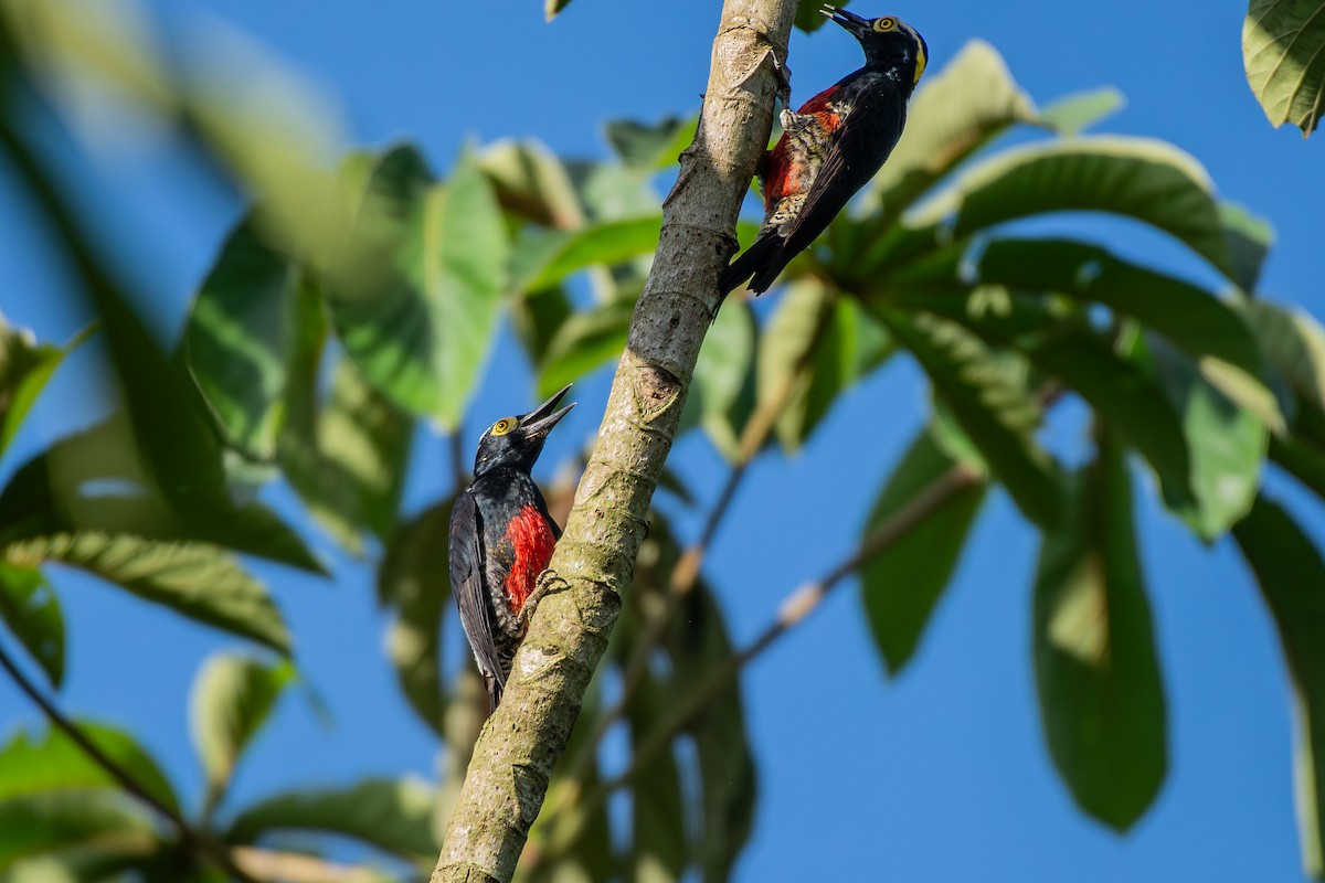 Pic à chevron d'or - ML644087244