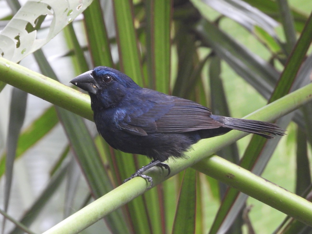 Meksika Çivit Kocabaşı - ML644087249