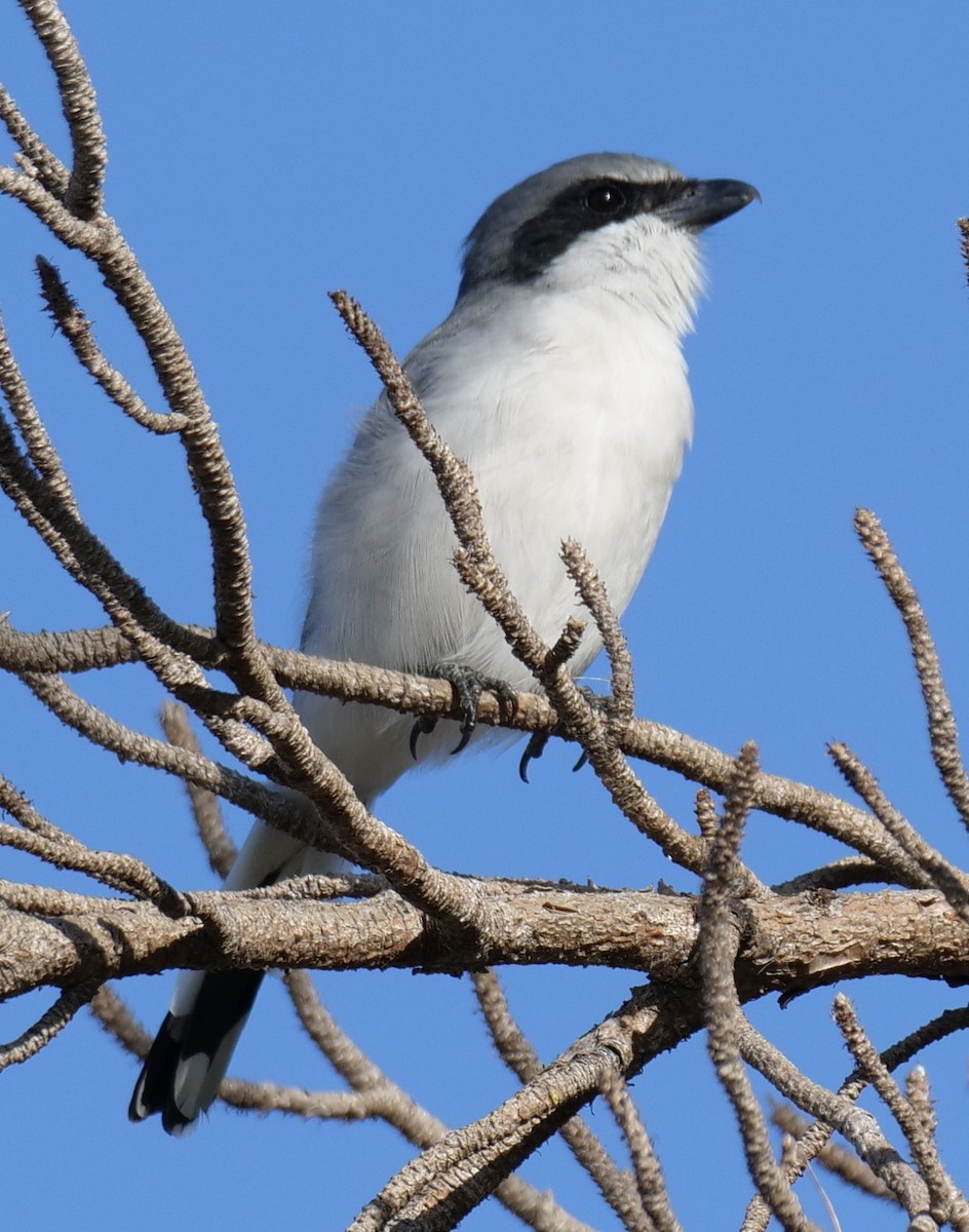 Loggerhead Shrike - ML644087264