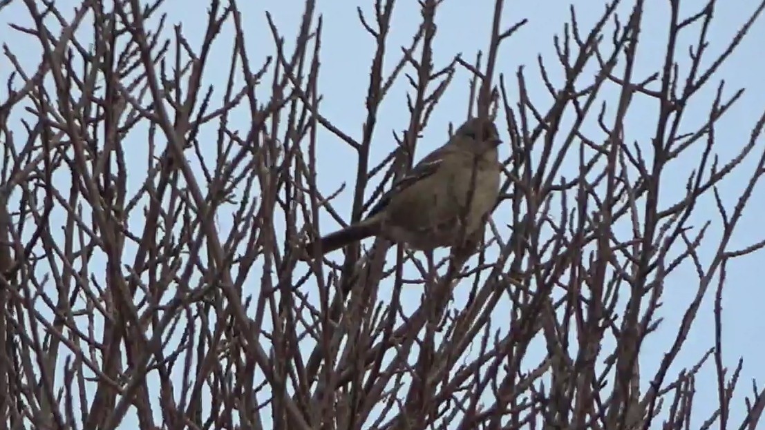 Golden-crowned Sparrow - ML644087290