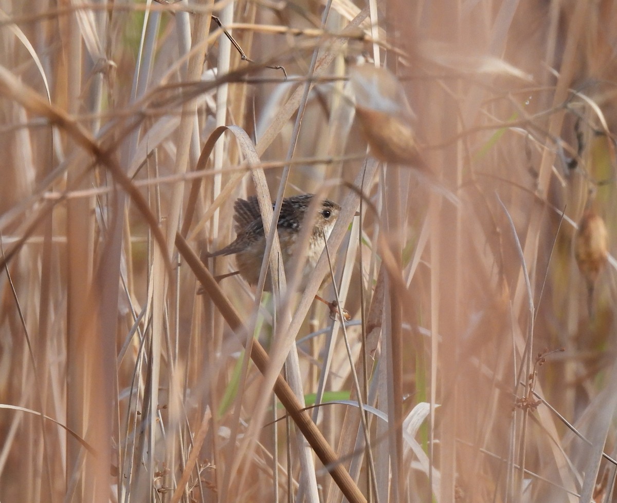 Sedge Wren - ML644087294